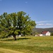 Oak tree