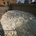 Oyster Shells