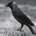 Jackdaw