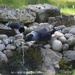 The Thirsty Jackdaw