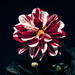 a dahlia