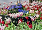 16th May 2025 - More Chicago tulips 
