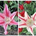 Love these “starry” tulips 