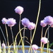 chives