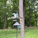 Hungry Doves