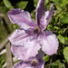 Pink Clematis