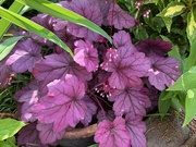 17th May 2025 - Coral Bells