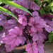 Coral Bells