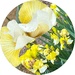 Yellow and White