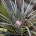 Flowering Airplant