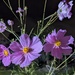 Night Cosmos