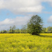 Fields of Gold