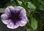16th May 2025 - 5-16-25 Pretty Pansy
