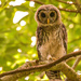 The Baby Barred Owl!
