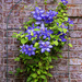 Clematis