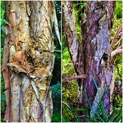 17th May 2025 - Two More Tree Trunks ~