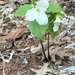 Trillium