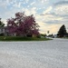 Crabapple Tree