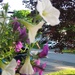 New Petunias 