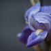 Surprise Iris