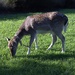 Wildlife
