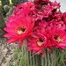 Cacti
