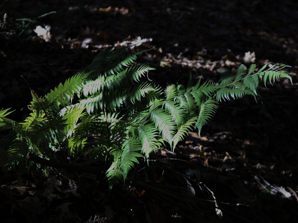 Fern by sandradavies