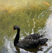 17th May 2025 - Black swan