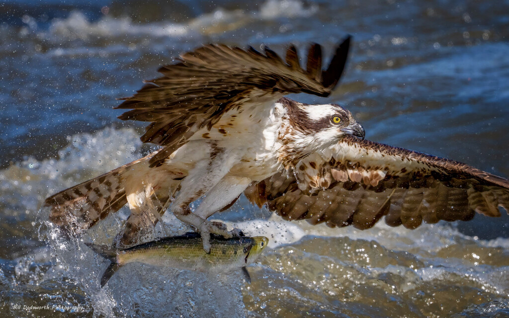 Fishing by photographycrazy