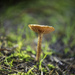 Psychedelic Mushrooms
