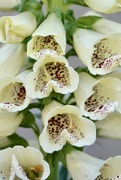 16th May 2025 - Close Up