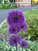 16th May 2025 - A love story… bee and a flower! 
