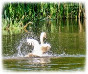 17th May 2025 - Bathtime