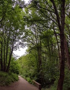 17th May 2025 - Trees at Conkers 17may25