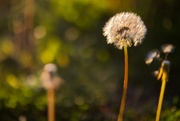 17th May 2025 - Dandelion 