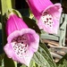 Foxgloves