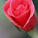 Rose bud...