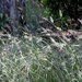 Going to seed...