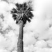 Palm Days