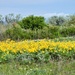 Wildflowers In Abundance 