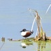 Pretty Duck