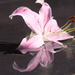 Drifting Lilium~~~~