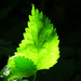 Leaf