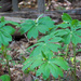 A weed looking plant