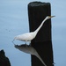 Peek-a-Boo with an Egret