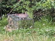 17th May 2025 - Bunny on old live trap