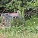 Bunny on old live trap