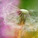 Just Dandy~~~~~