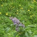 Half Long Grass and Dandelions, Half Lilac