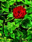 17th May 2025 - New Rose